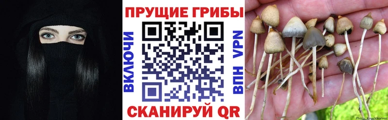 Псилоцибиновые грибы прущие грибы  Бобров 
